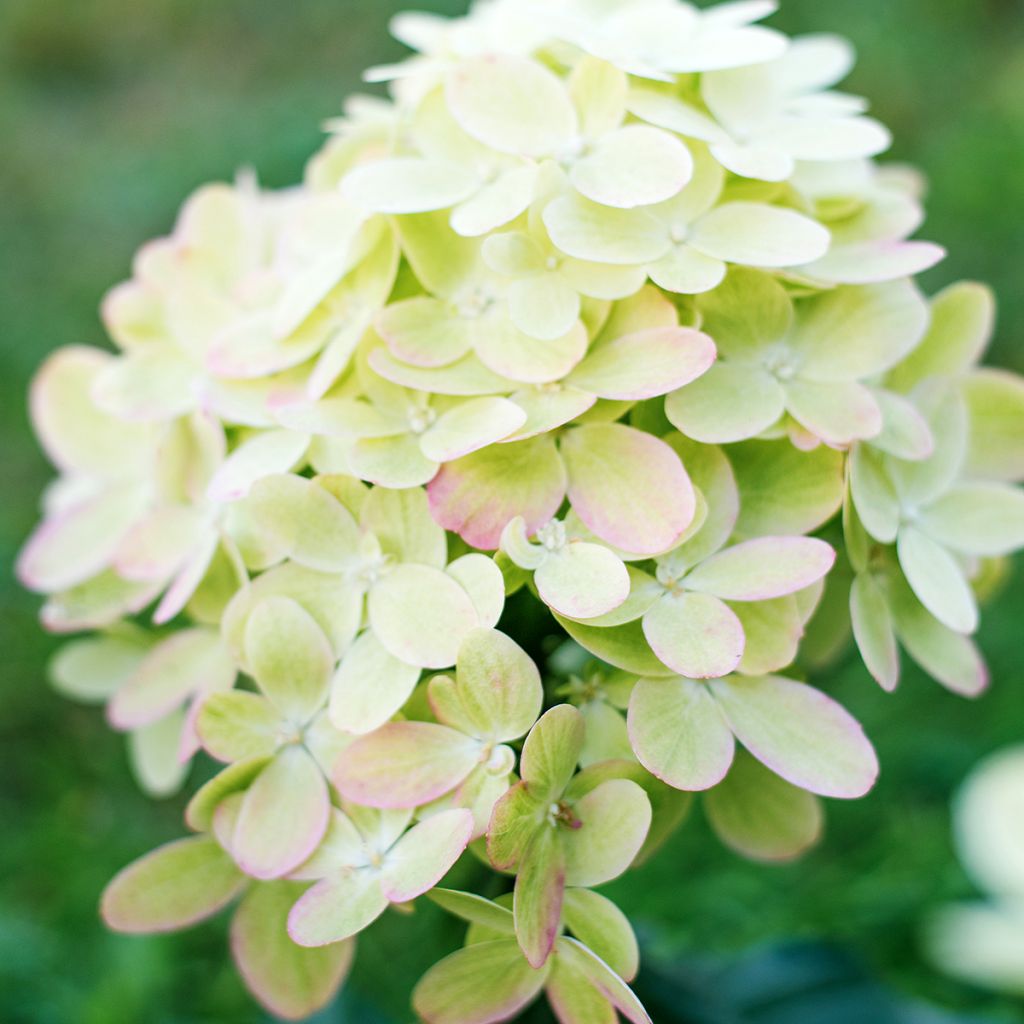 Hydrangea paniculata Graffiti