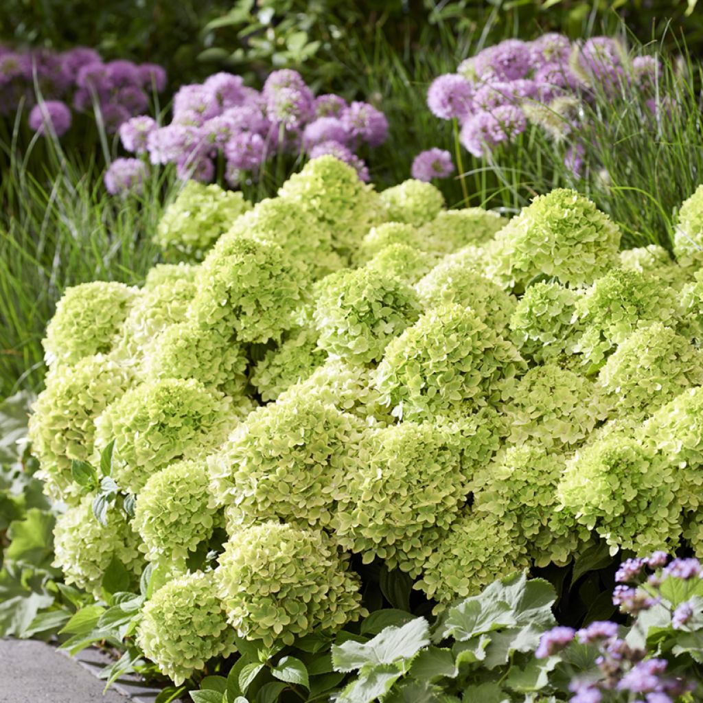 Hydrangea paniculata Groundbreaker Greeny