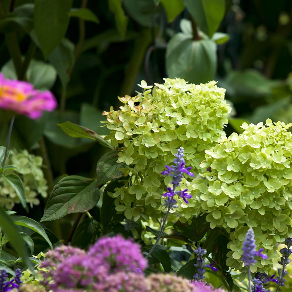Hydrangea paniculata Little Lime
