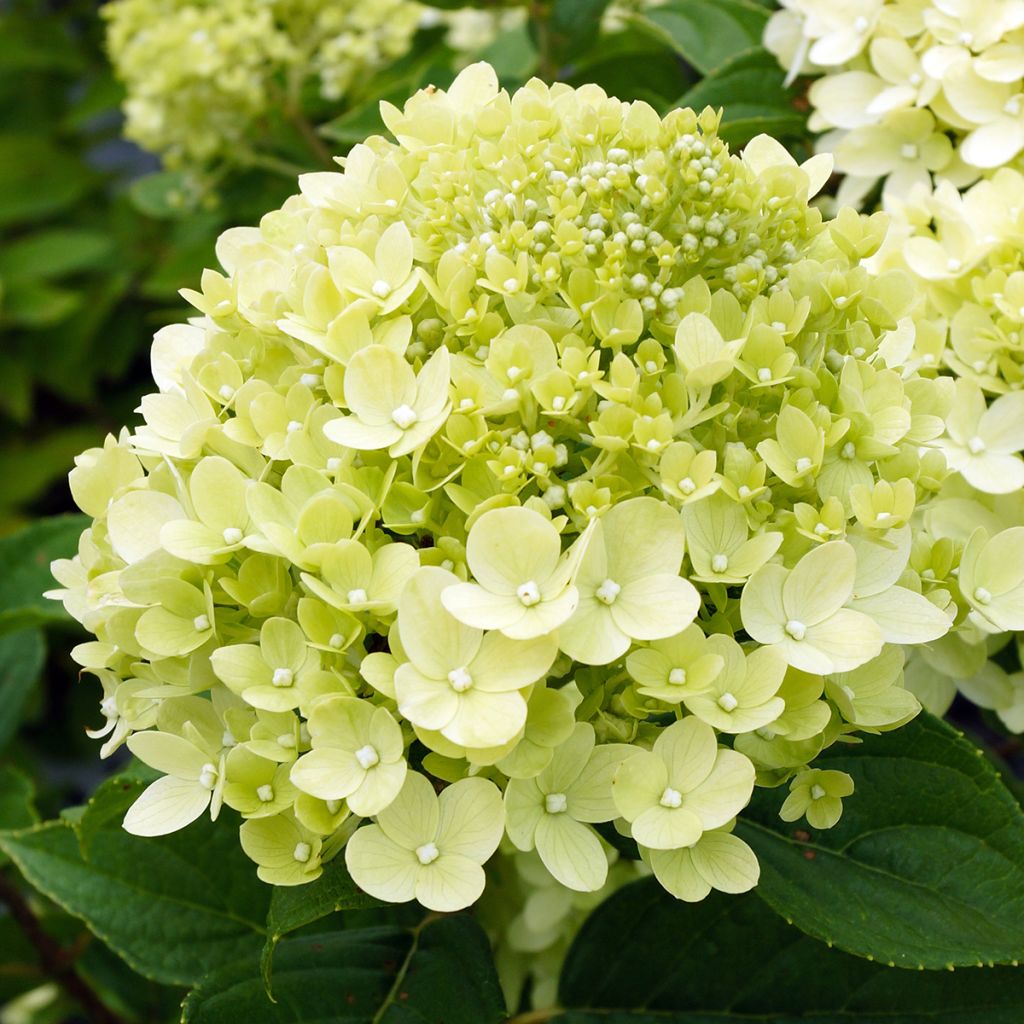 Hydrangea paniculata Little Lime