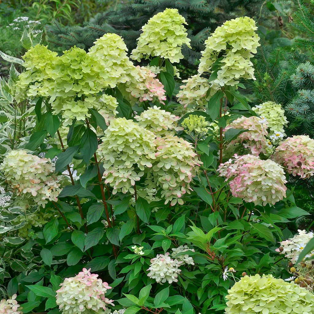 Hydrangea paniculata Little Lime