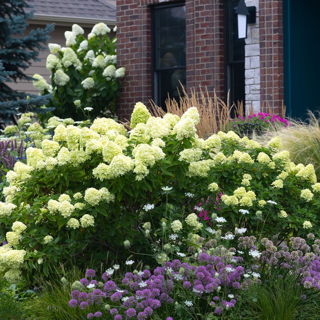 Hydrangea paniculata Little Lime