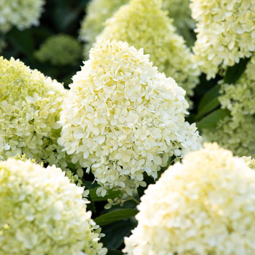 Hydrangea paniculata Living Cotton Cream