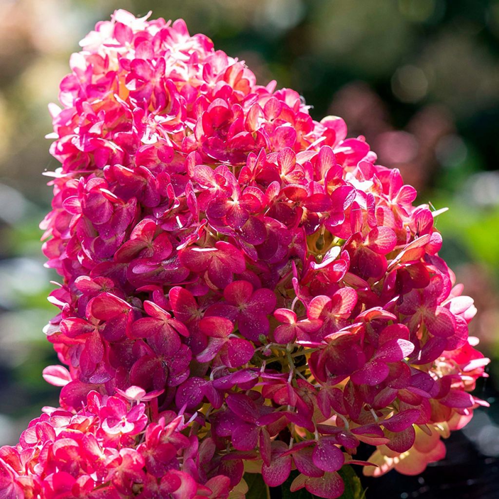 Hydrangea paniculata Living Pink & Rose® 