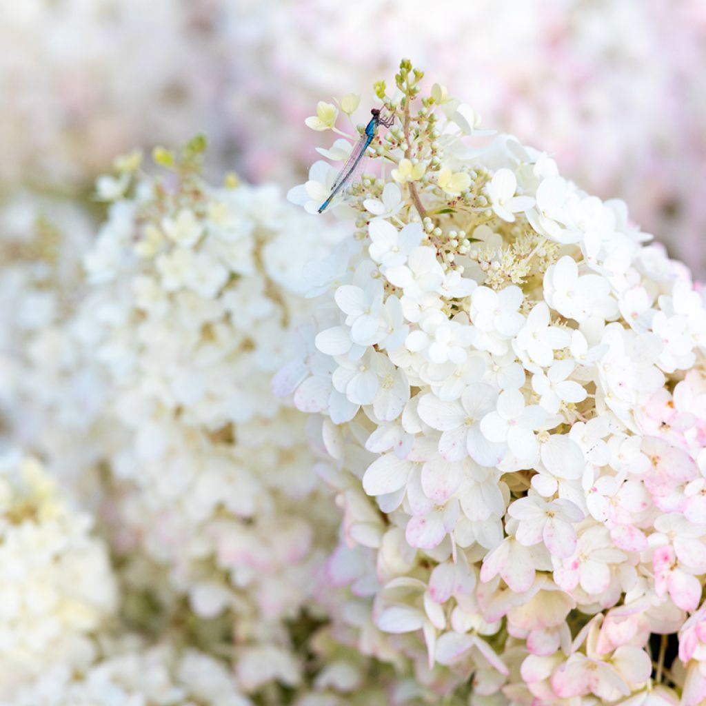 Hydrangea paniculata Living Strawberry Blossom