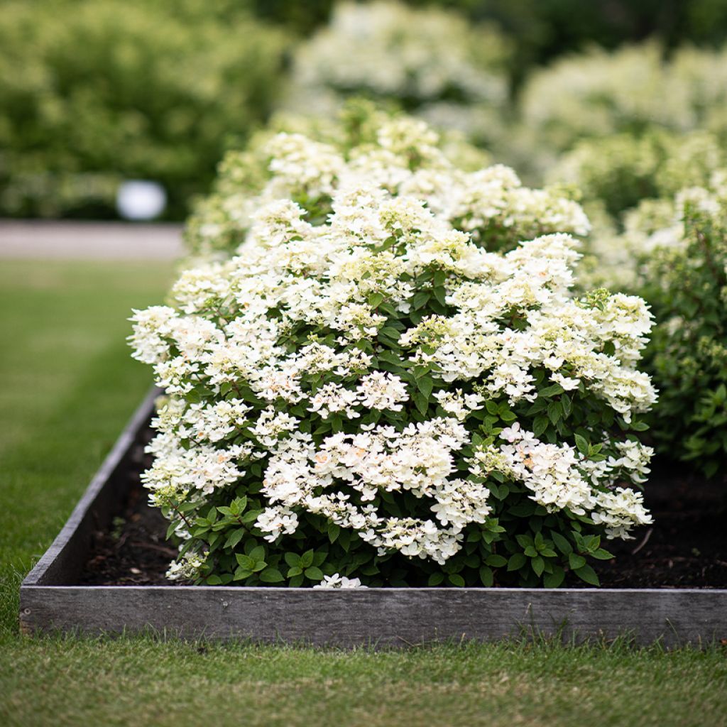 Hydrangea paniculata Living Touch of Pink