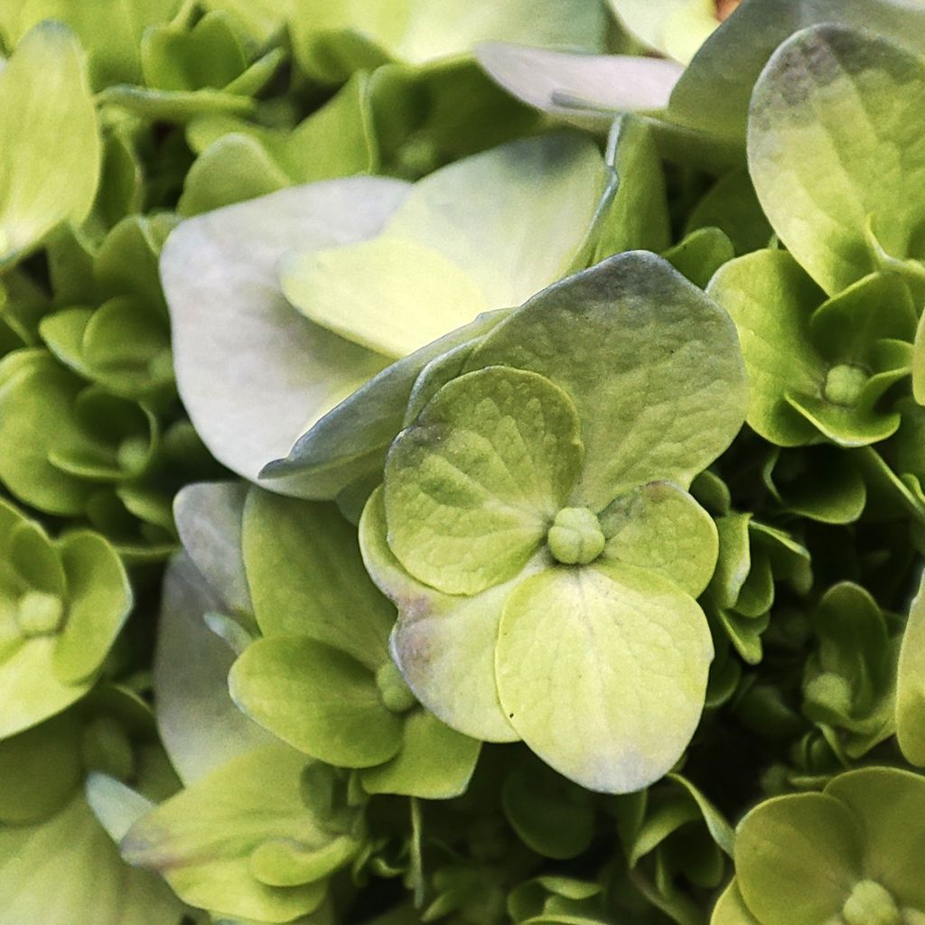 Hydrangea paniculata Mojito