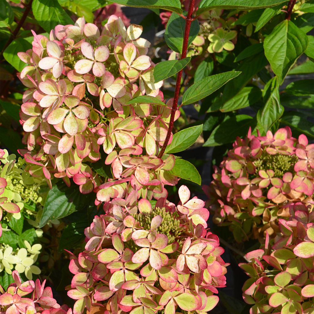 Hydrangea paniculata Pastelgreen