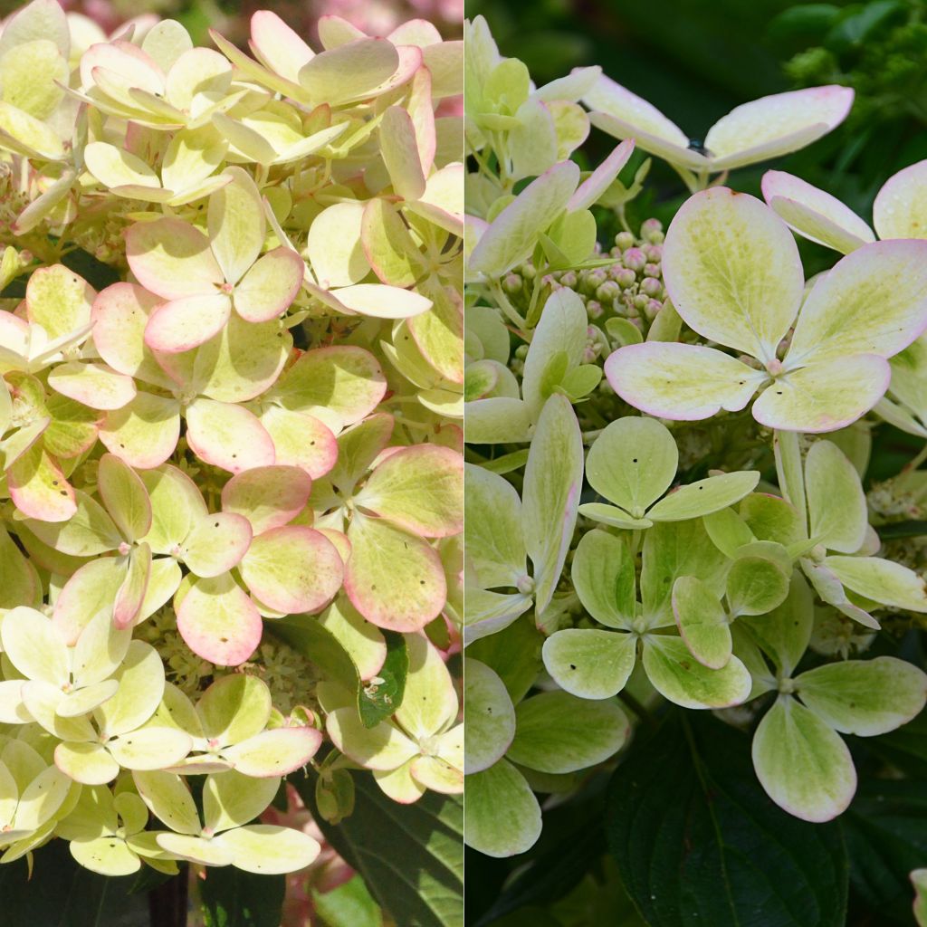 Hydrangea paniculata Pastelgreen