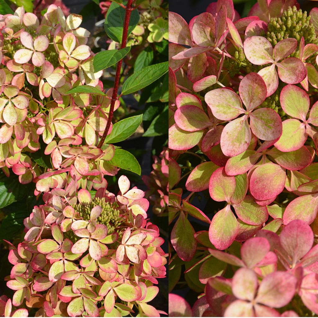 Hydrangea paniculata Pastelgreen