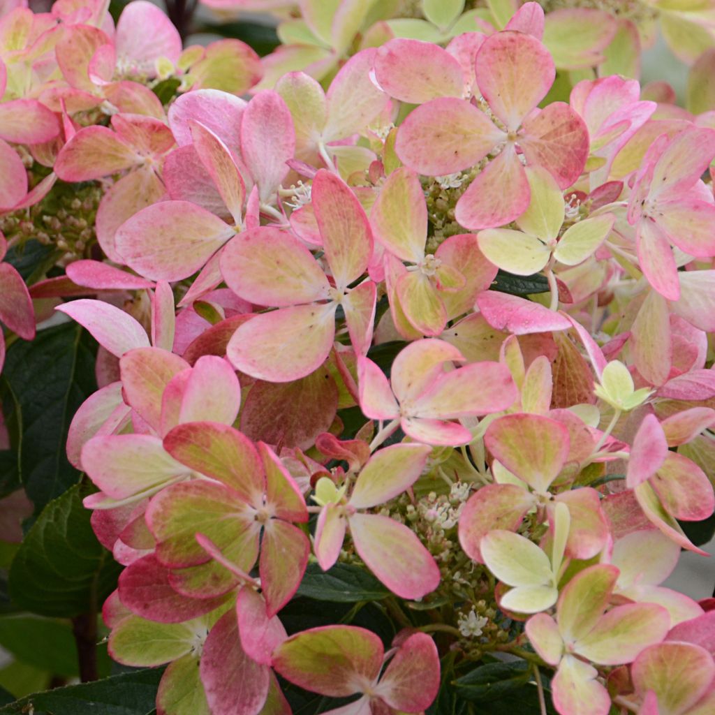 Hydrangea paniculata Pastelgreen