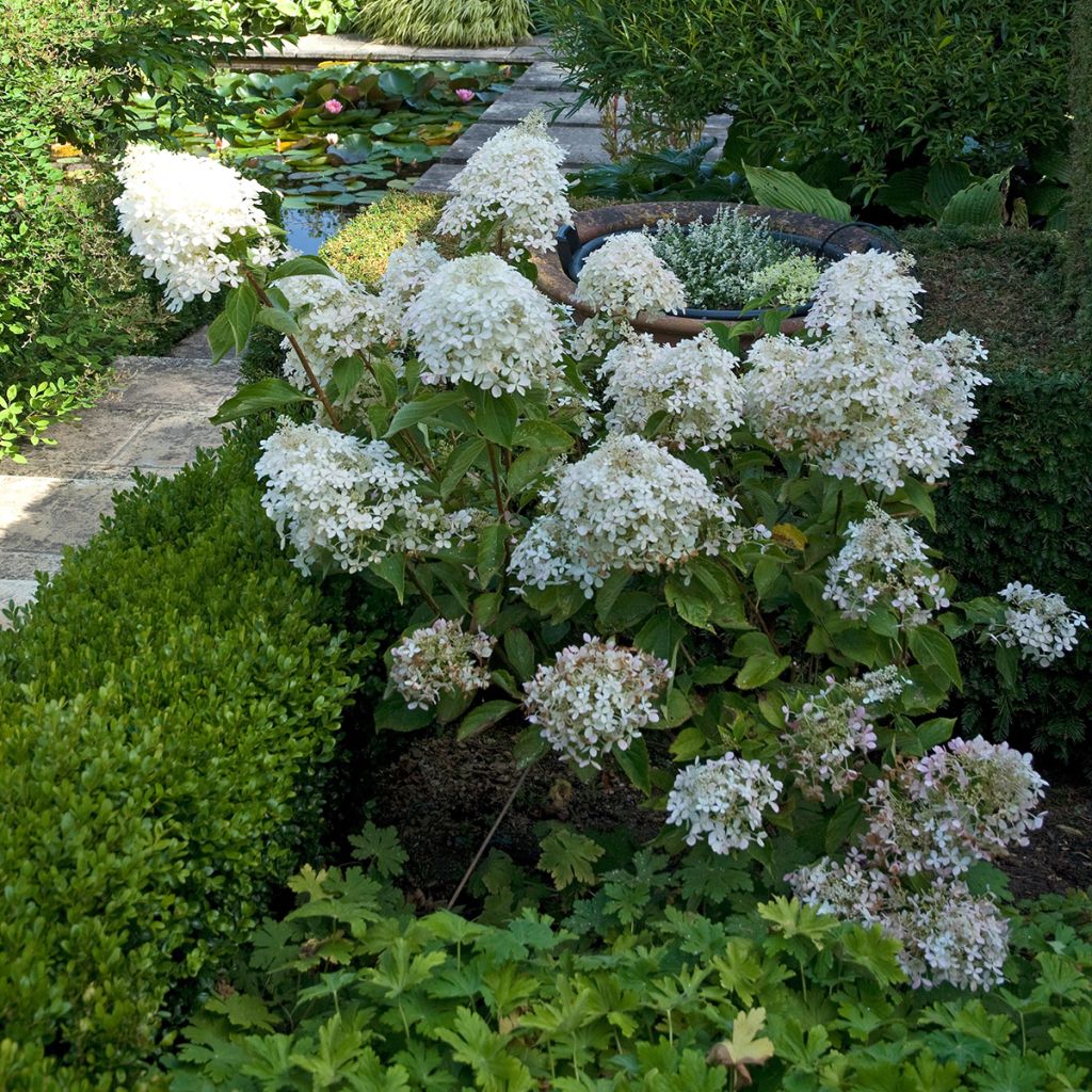 Hydrangea paniculata Phantom - Panicle Hydrangea