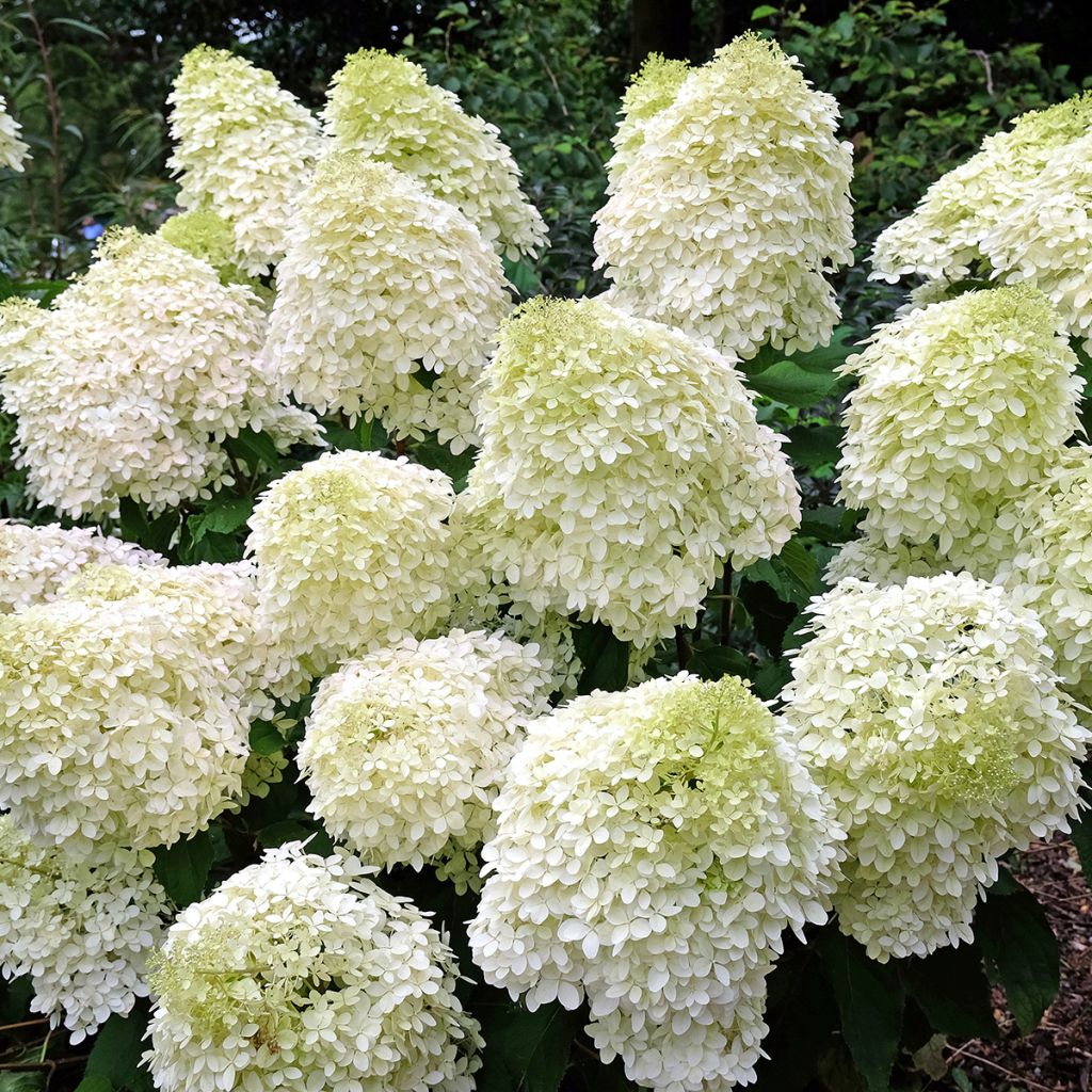 Hydrangea paniculata Phantom - Panicle Hydrangea
