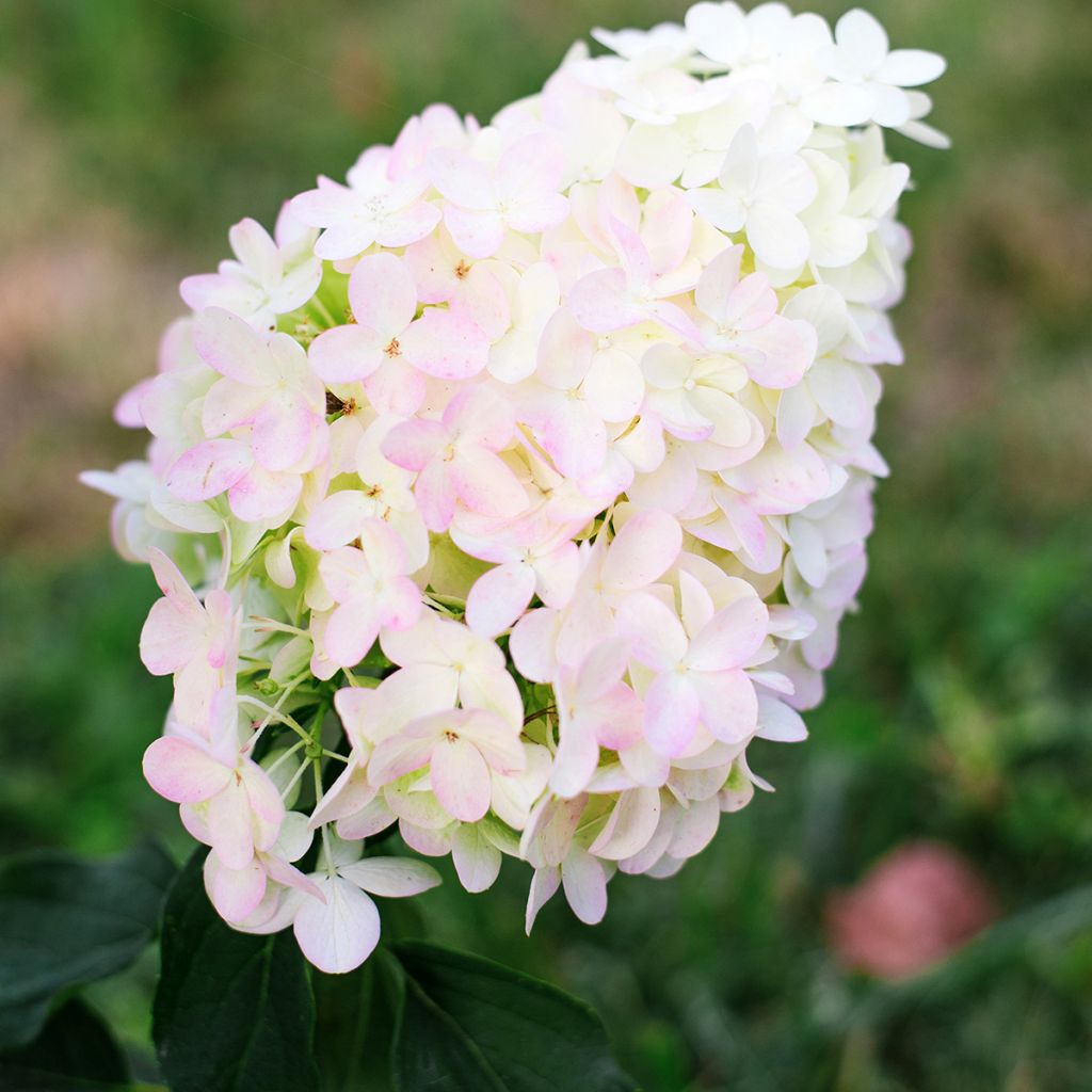 Hydrangea paniculata Pinkachu
