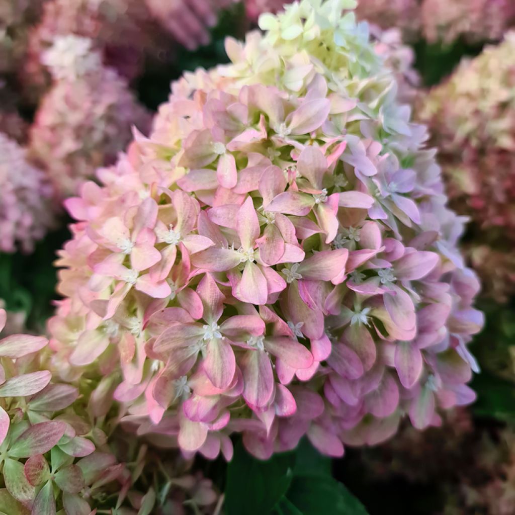Hydrangea paniculata Pixio 