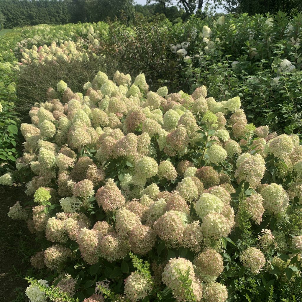 Hydrangea paniculata Pixio 