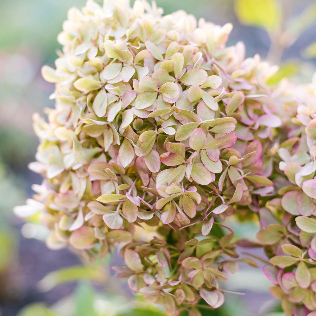 Hydrangea paniculata Pixio 