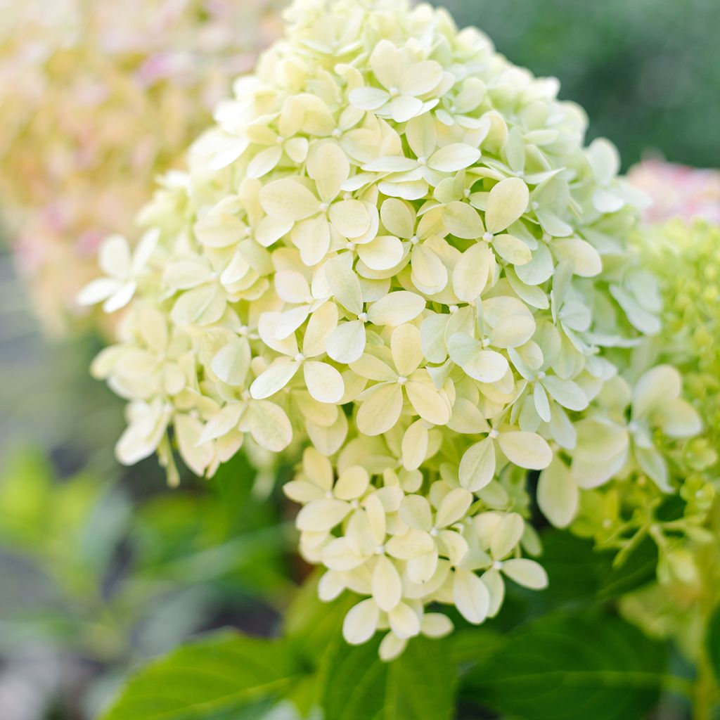 Hydrangea paniculata Pixio 
