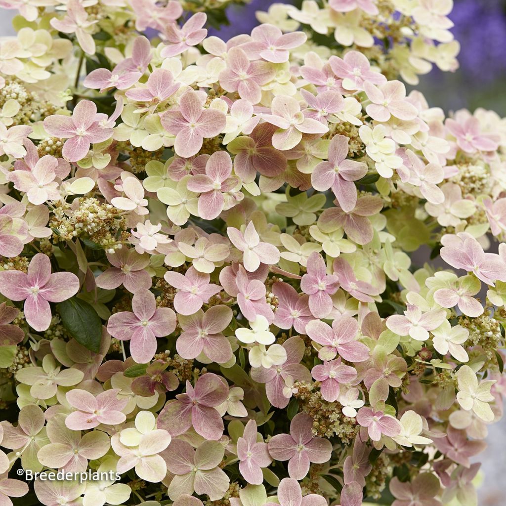 Hydrangea paniculata Polestar