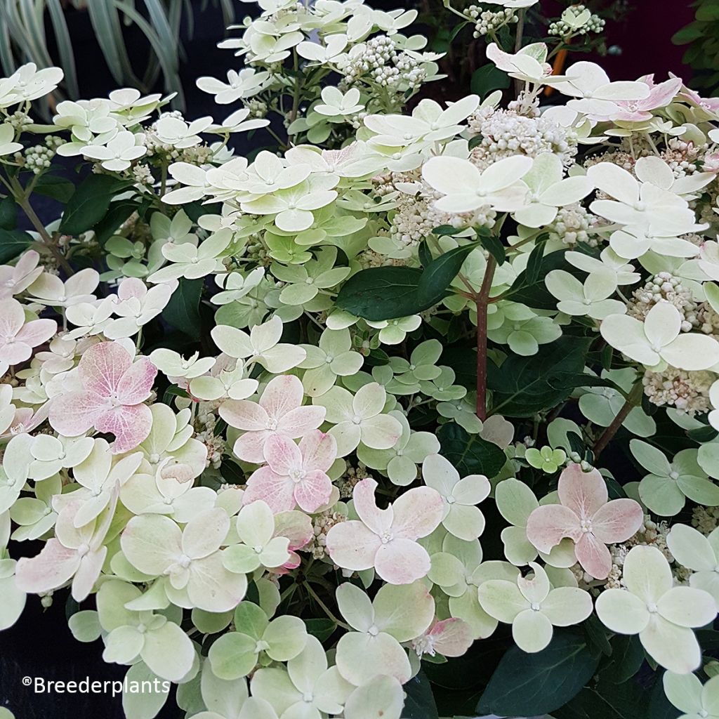 Hydrangea paniculata Polestar