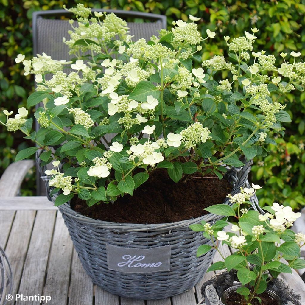 Hydrangea paniculata Prim White