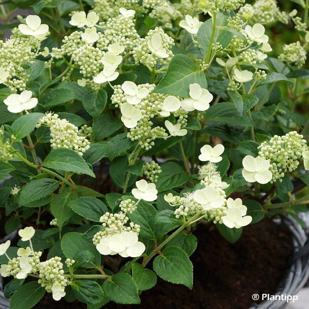 Hydrangea paniculata Prim White