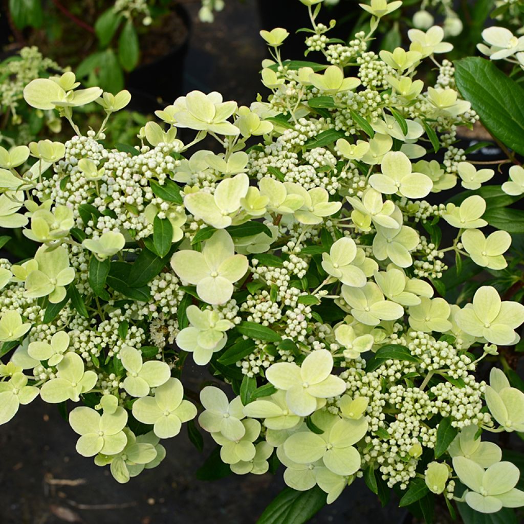 Hydrangea paniculata Prim'Red® 