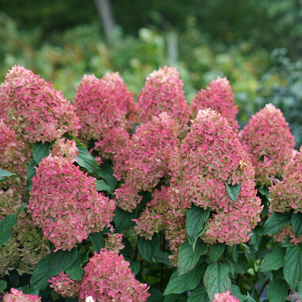 Hydrangea paniculata Quick Fire Fab®