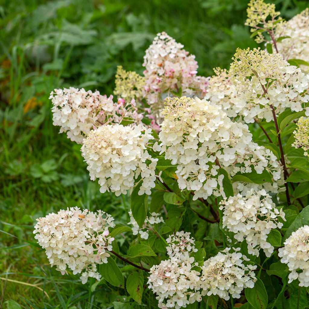 Hydrangea paniculata Silver Dollar