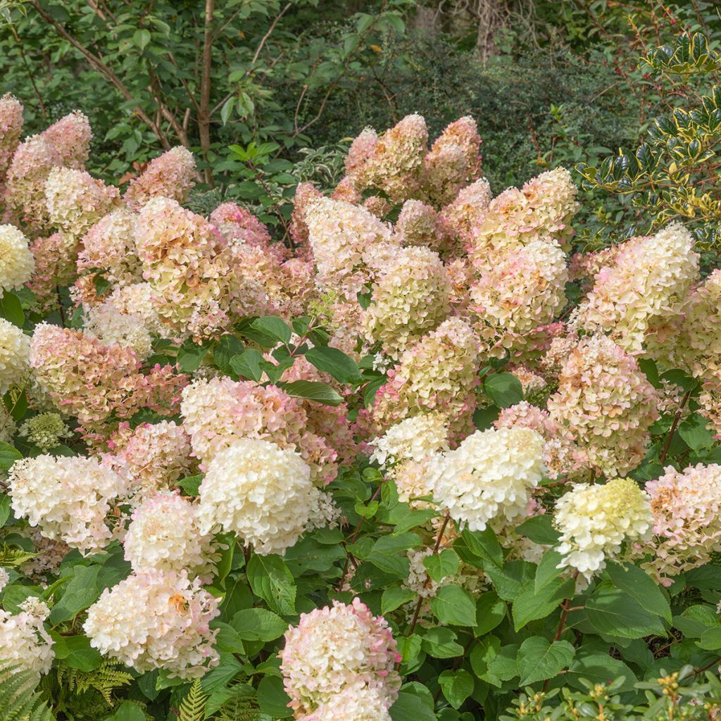 Hydrangea paniculata Silver Dollar