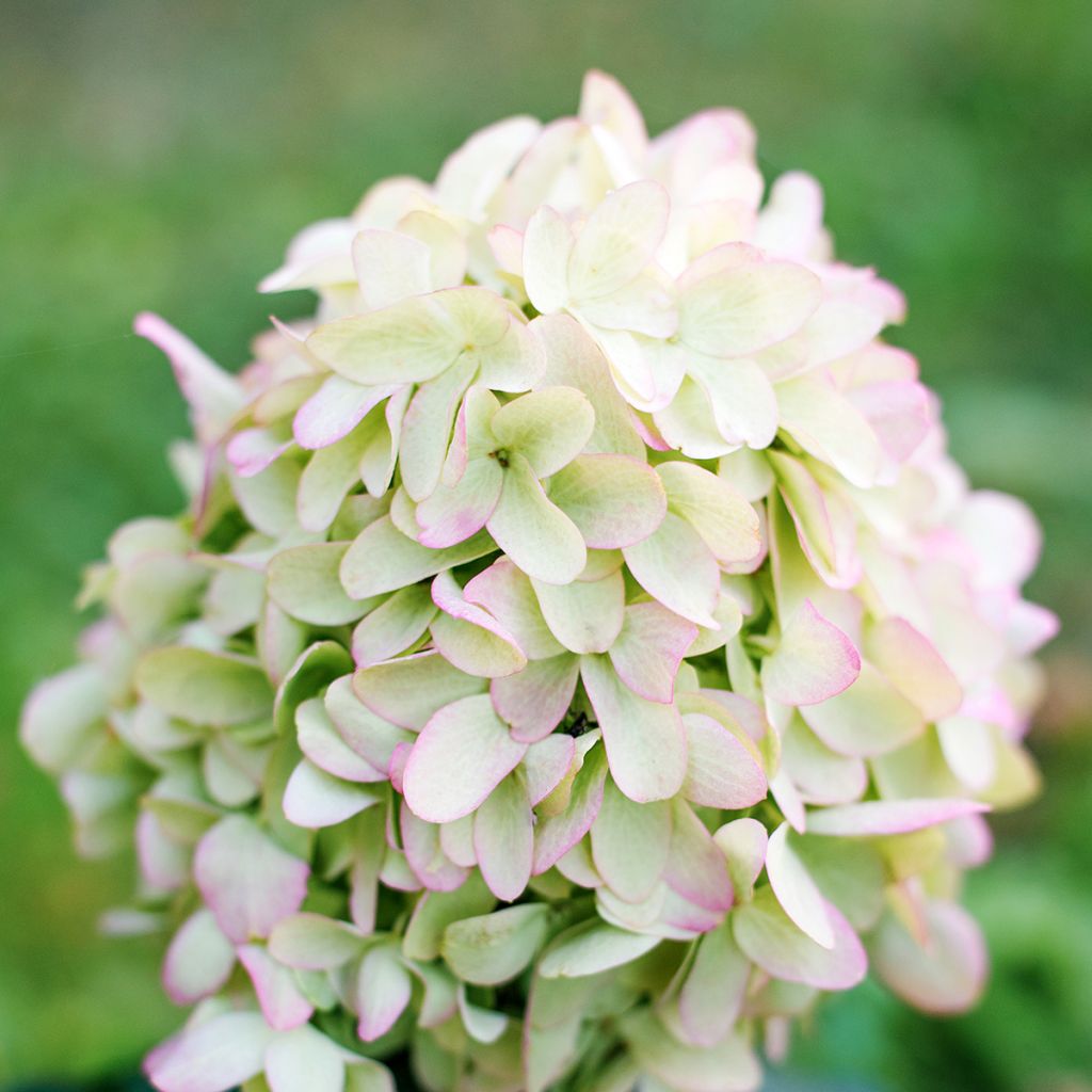 Hydrangea paniculata Skyfall