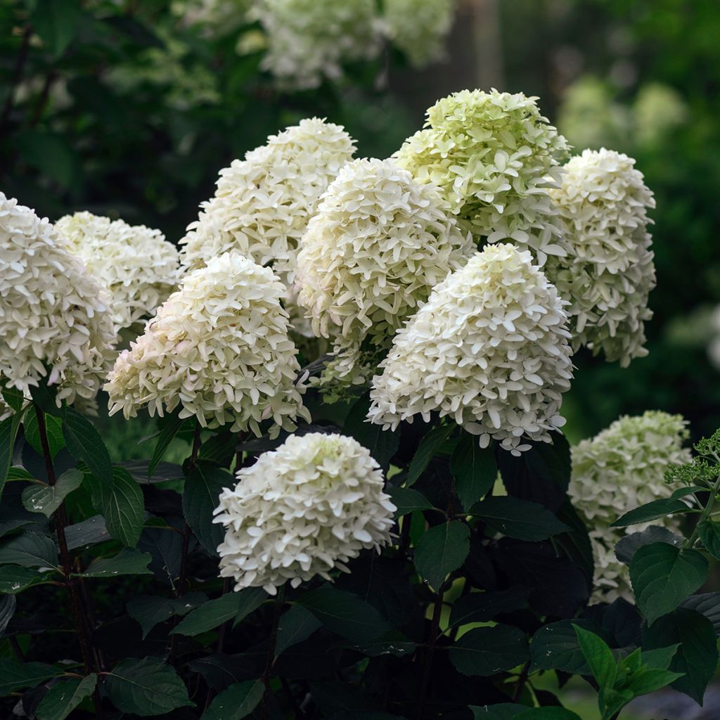Hydrangea paniculata Skyfall