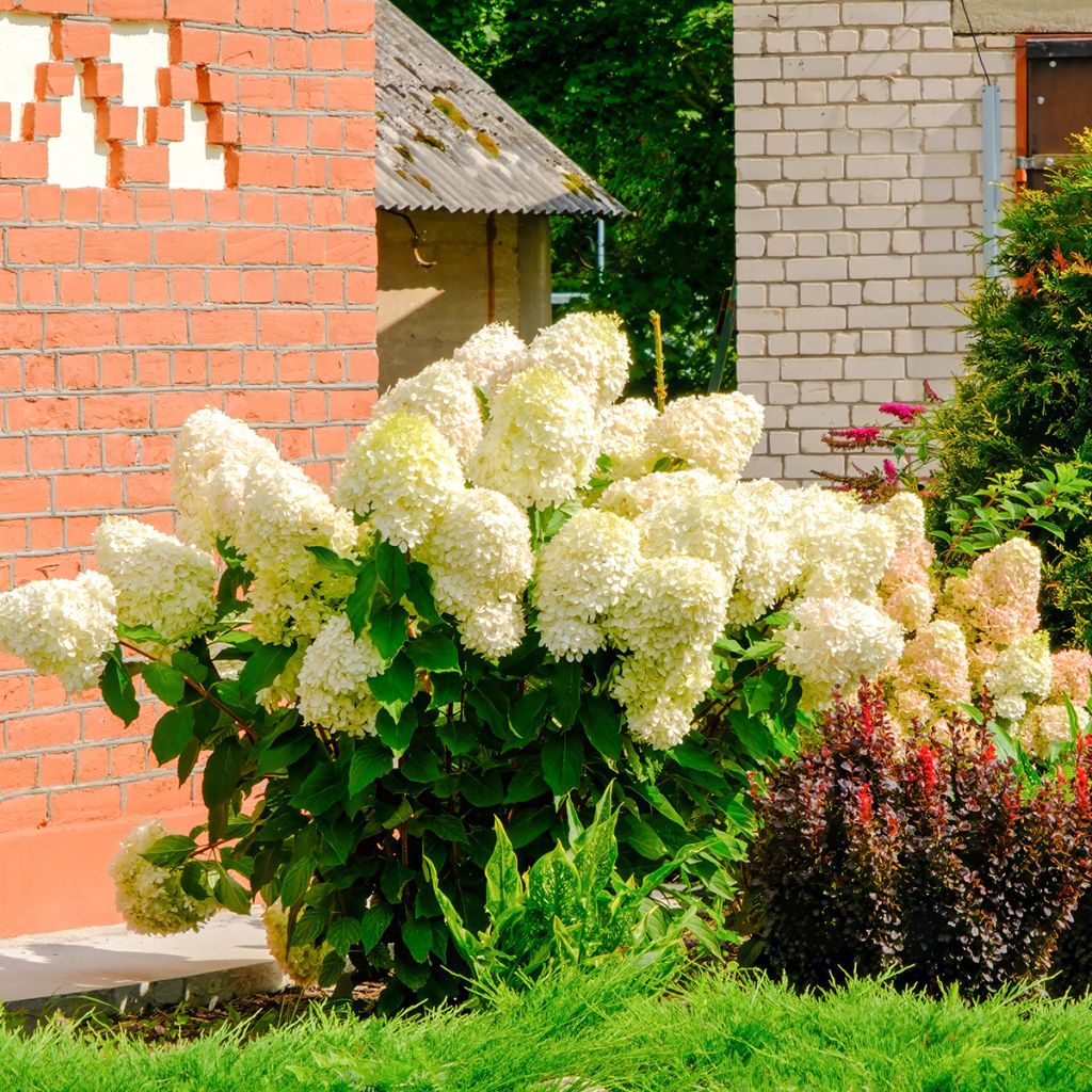 Hydrangea paniculata Sundae Fraise