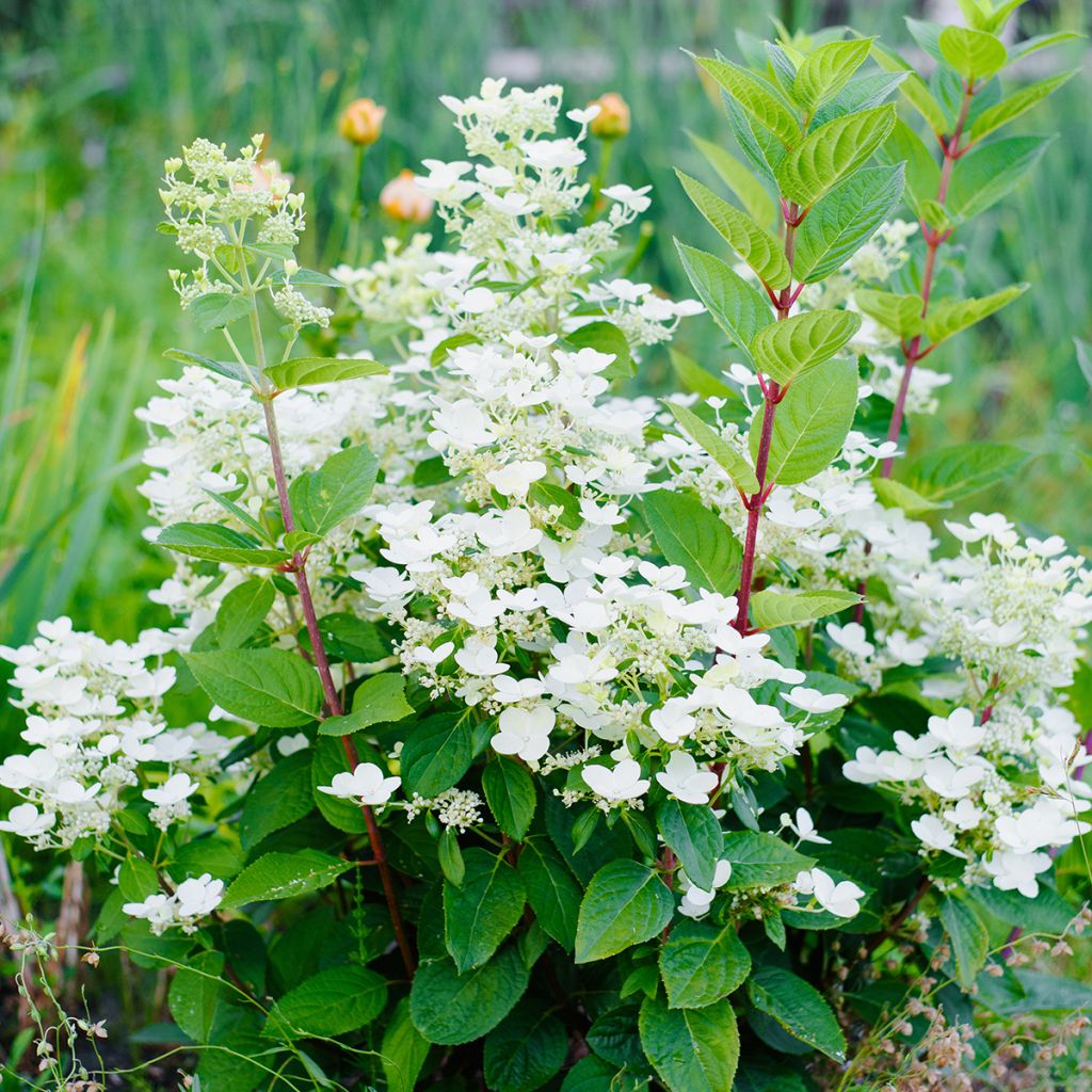 Hydrangea paniculata Wims Red