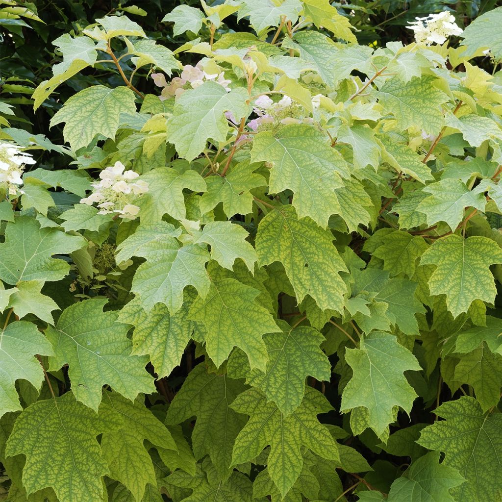 Hydrangea quercifolia Burgundy