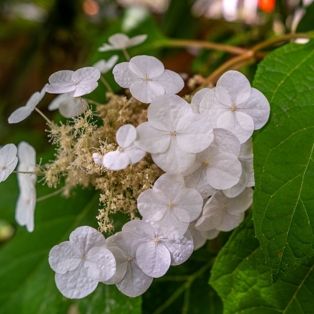 Hydrangea quercifolia Ice Crystal