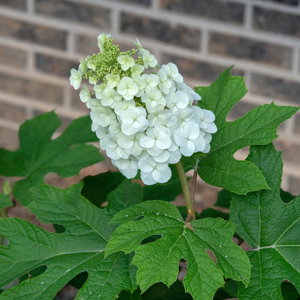 Hydrangea quercifolia Jetstream