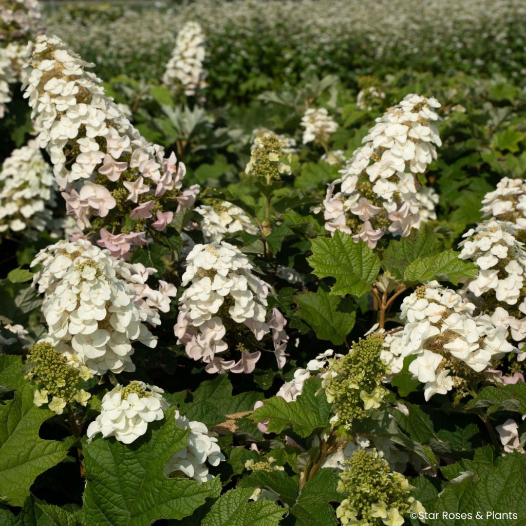 Hydrangea quercifolia Little Yeti®