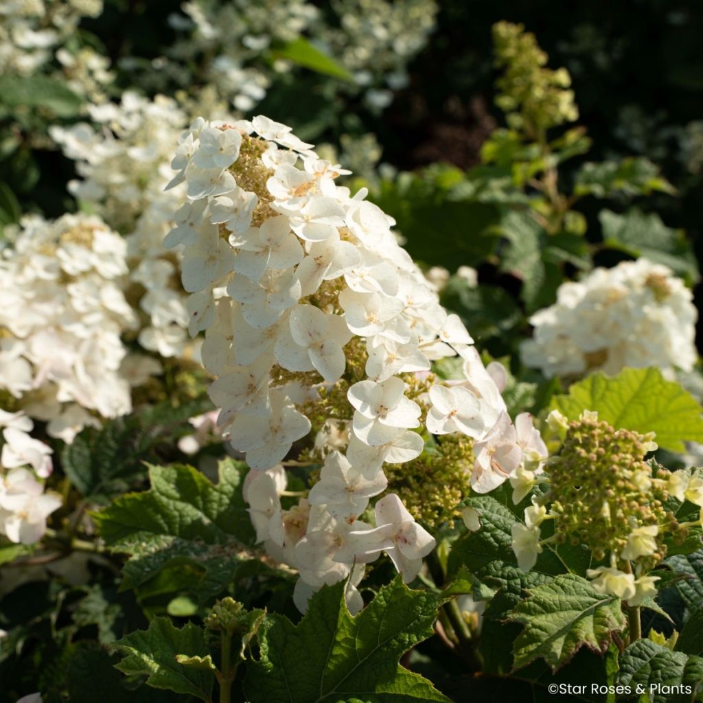 Hydrangea quercifolia Little Yeti®