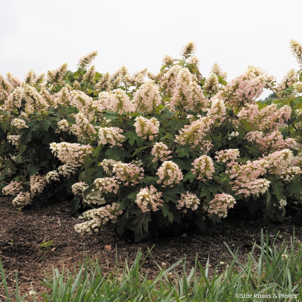 Hydrangea quercifolia Little Yeti®