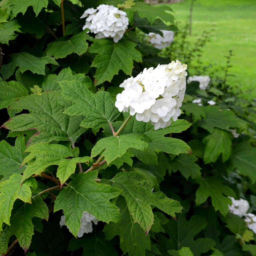 Hydrangea quercifolia Snow Queen