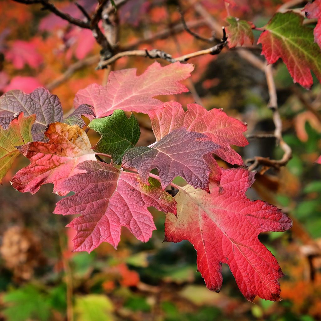 Hydrangea quercifolia Snow Queen