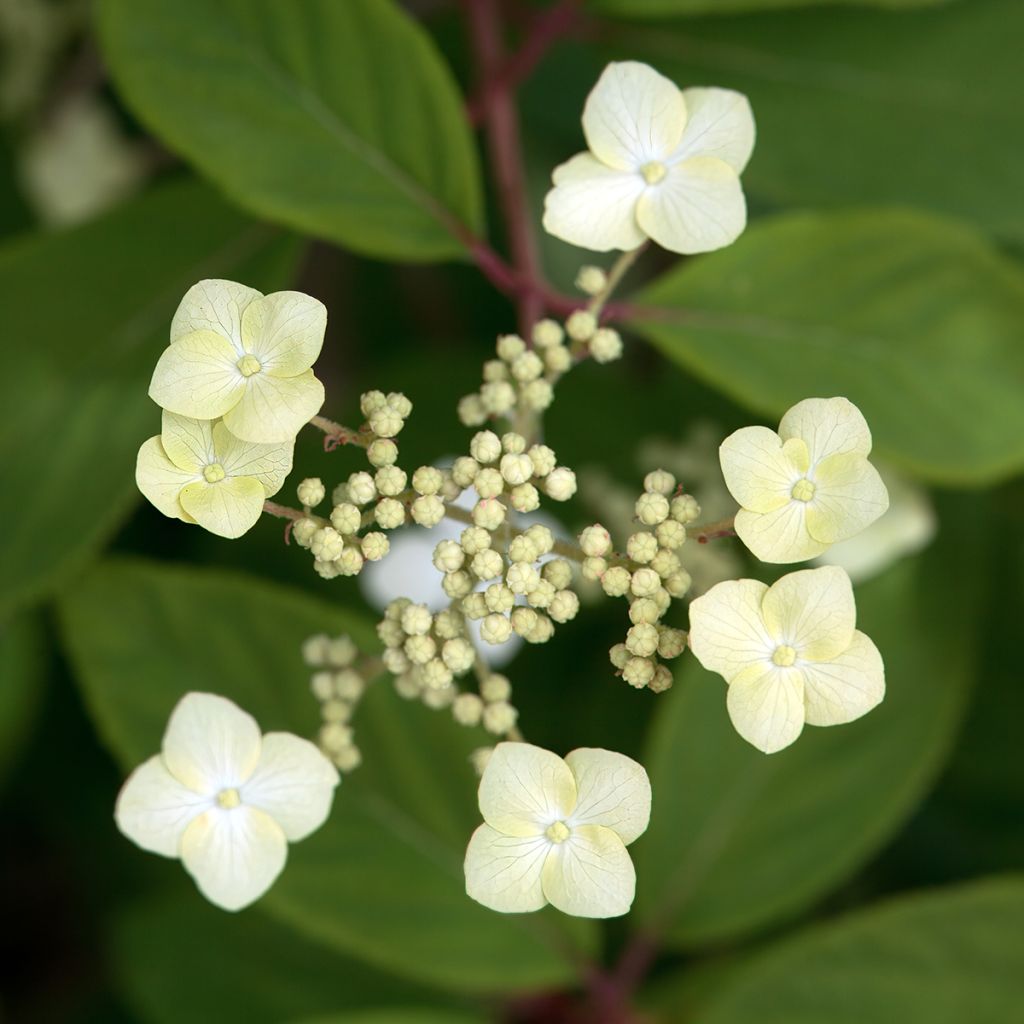 Hydrangea quercifolia Snow Queen