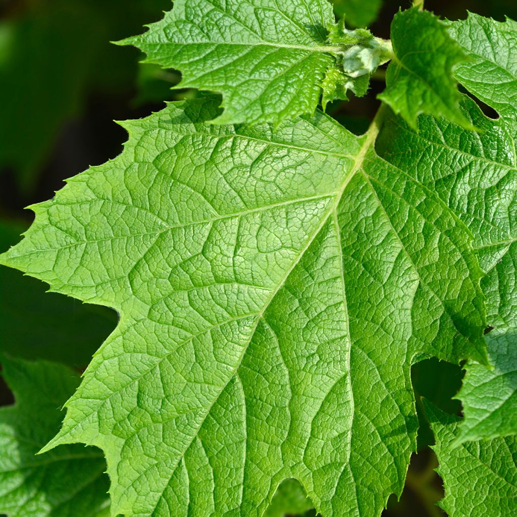 Hydrangea quercifolia Snowflake