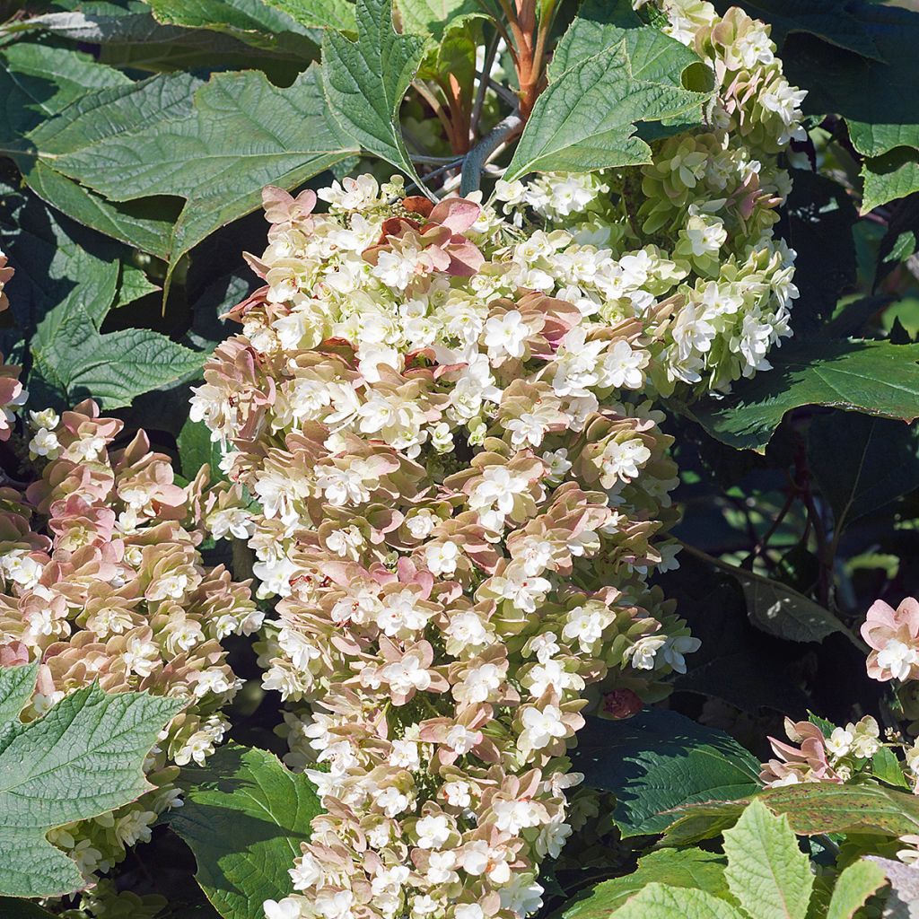 Hydrangea quercifolia Snowflake