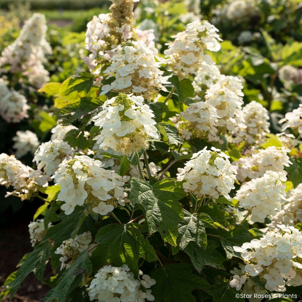 Hydrangea quercifolia Yeti