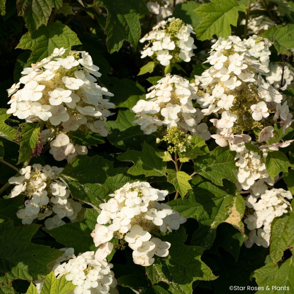 Hydrangea quercifolia Yeti