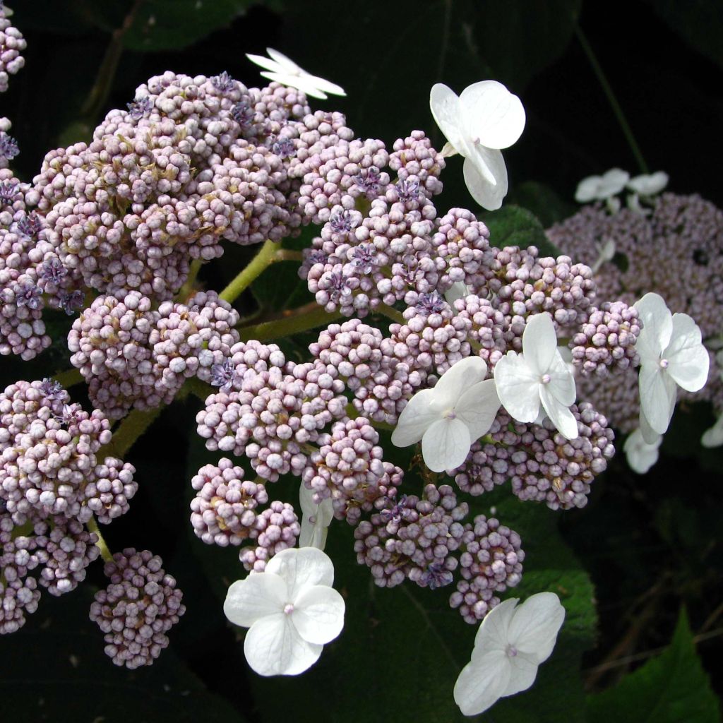 Hydrangea aspera subsp.sargentiana