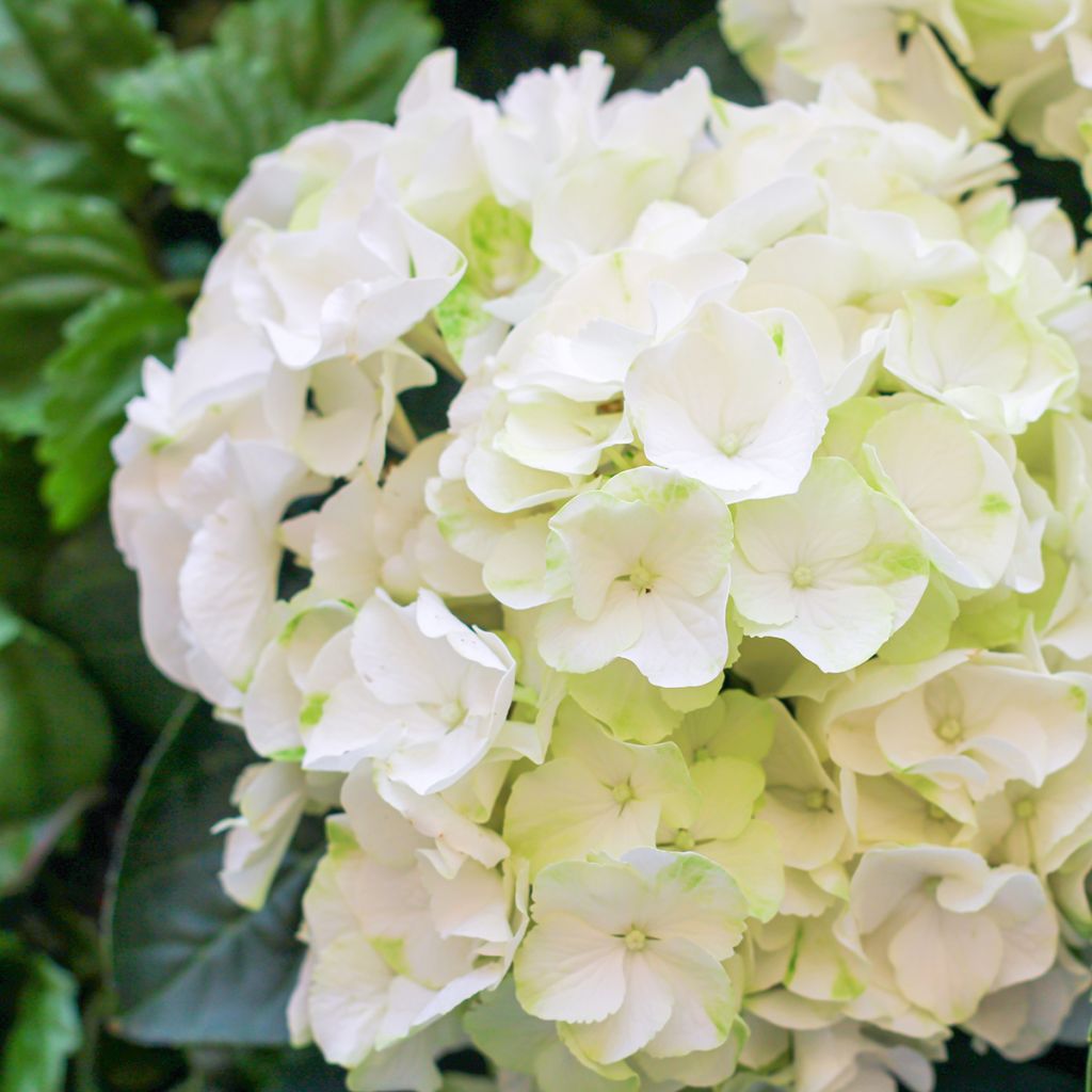 Hydrangea macrophylla Bright White