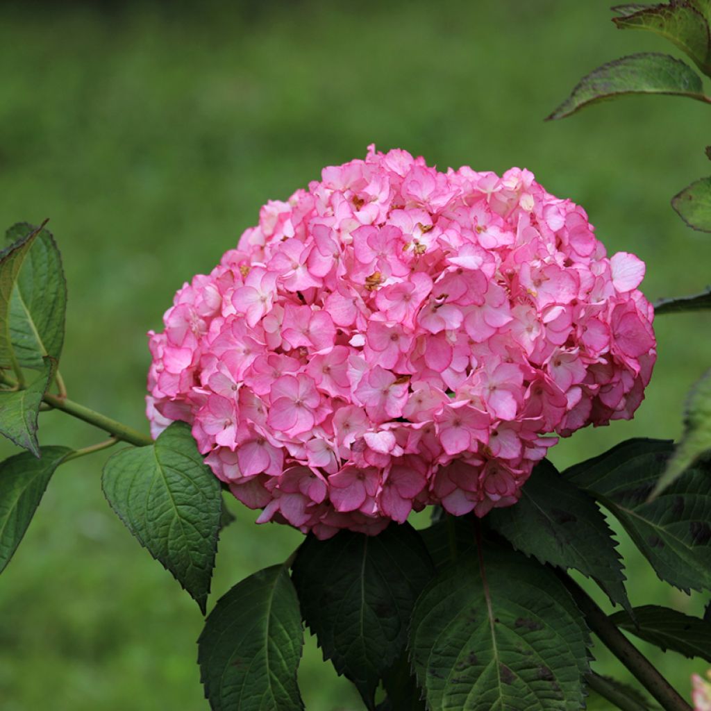 Hydrangea macrophylla Selma
